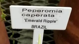 PEPEROMIA CAPERATA EMERALD RIPPLE PLANT BRAZIL [upl. by Atirehs]