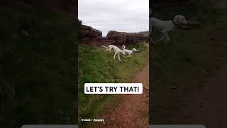 Salukis Puppy Zoomies 💨 saluki puppy dogshorts shorts cutepuppies [upl. by Viv122]