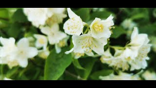 Philadelphus Mock Orange [upl. by Aerdnahs]