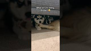 This is your sign to get your puppy a puppy 🐺🐶🥹 siberianderpskies husky huskypuppy puppy [upl. by Yaral]