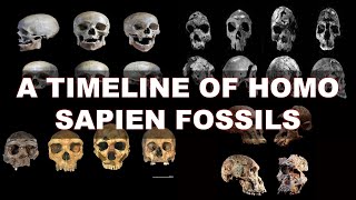 The Human Odyssey Traversing The Timeline Of Homo Sapiens Fossils [upl. by Gnilsia383]