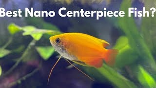 Honey Gourami care guide for beginners [upl. by Rizzi]