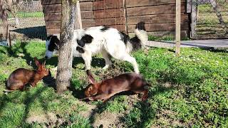 Big dog with belgian hares [upl. by Atsyrk]