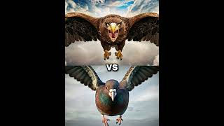 Eagle vs Vultures vs  falcon crow owl seagull Duck toucan bird Macow pigeon [upl. by Carrillo]