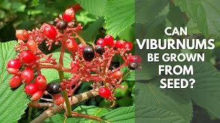 Collecting Berries and Starting Viburnums from Seeds [upl. by Ermeena]