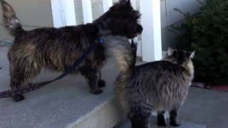 Cairn Terrier puppy plays with cat [upl. by Ennaylime11]