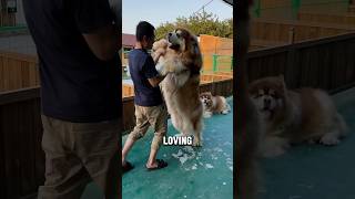 Meet One of the Largest Dogs in the World The Alaskan Malamute 🐺🐾 dog doglover pets funny [upl. by Yedsnil147]