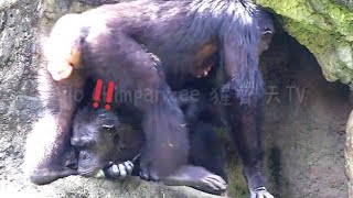 妳卡差不多🐵🐵Chimpanzee IntelligenceWildlife Rescue StoriesFunny Animal ClipsAnimal Learning [upl. by Alamap782]