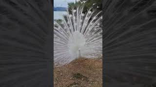 Peacock Dance Display  Peacocks Opening Feathers HD amp Bird Sound [upl. by Asaph]