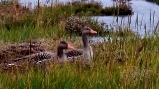 Wildvögel auf Wangerooge [upl. by Arahat]