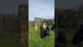 Training 7 Labrador retrievers [upl. by Denna]