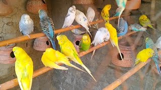 Beautiful Budgerigars cute Talking Parrot birds budgis parrot talkingbird budgiegar birdslover [upl. by Haral]