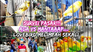 SURVEI PASAR ADA KENARI YS MANTAP amp LOVEBIRD MELIMPAH DI PASAR INI  HARGA KENARI TERBARU 2020 [upl. by Sikes973]