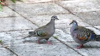 Common Bronzewing Courting [upl. by Rana]