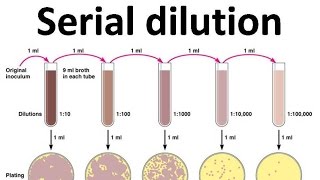 Serial dilution [upl. by Dijam943]