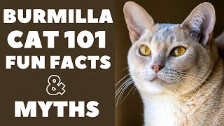 Burmilla Cats 101  Fun Facts amp Myths [upl. by Stokes]