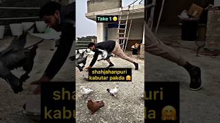 pigeon catching video 👍  pigeontips pigeon kabootar kabootarbazi shorts [upl. by Aerdnwahs]