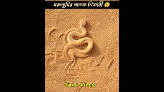 Alert 🚨 মরুভূমির ঘাতক শিকারী সাপ 😲 ।। Sand Viper mayajaalbangla shortsviral shortsvideo facts [upl. by Grosberg699]