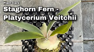 Plant Profile  Platycerium Veitchii  Ep 69 [upl. by Poler]