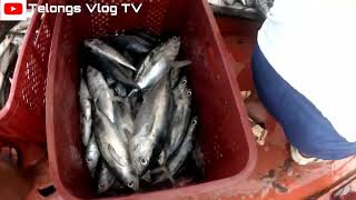 Grabe Ang Daming huli fishing fishingvideo fish viralvideo [upl. by Atela143]