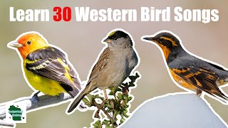 Learn 30 Common Backyard Bird Songs and Calls Western United States [upl. by Duke]