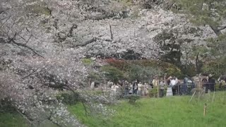 Die Kirschblüte in Japan ist endlich da [upl. by Nixie]