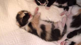 1week old kitten dreaming and hissing [upl. by Negrom]