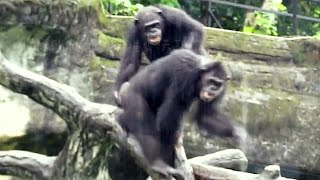 Chimps Cant Stop Arguing in the Rain – Chaos Unfolds！雨中黑猩猩大亂鬥！爭吵不休的搞笑場面」 [upl. by Ajay]