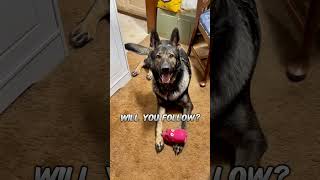 Will you like me good germanshepperd everyone germansheppard doglover shorts short [upl. by Mandi]