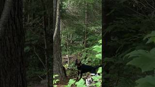 Hounds are TREED MAINE bear hunting [upl. by Lledrev]