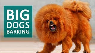 BIG DOGS BARKING Sound Effect HD [upl. by Zeta]