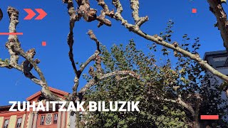 🍂 Eibarko zuhaitzak biluztu dituzte [upl. by Suoicerpal396]