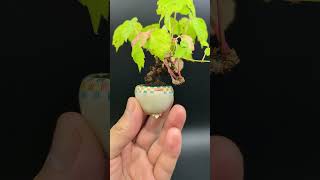 【豆盆栽】ツタ  Parthenocissus tricuspidata 2023年8月7日 bonsai 盆栽 plants [upl. by Eibor]