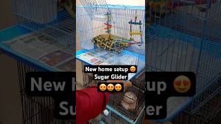 Sugar glider 😍 New home🏠 New toys 🧸 amp New bed 🛌 shorts sugarglider minivlog [upl. by Onairam]