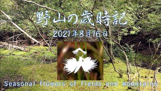 野山の歳時記 山間湿地の植物ほか 2021年8月16日 [upl. by Eulaliah]