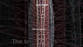 quotSarcomere The Fundamental Unit of Muscle Contractionquot [upl. by Iahk]