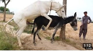 Kryci koni zimnokrwistych cute animals date New donkey vlog [upl. by Conall79]