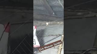 Orb Weaver Spider httpswwwyoutubecomchannelUCdUZ9zKeBkP8oH7ioqpKCeg [upl. by Aylward]