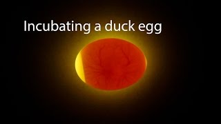 Incubating A Duck Egg  Start To Finish [upl. by Lotsirk]