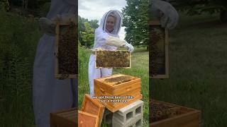 Our bees swarmed… now what beekeeping honeybees beekeepers [upl. by Garap506]