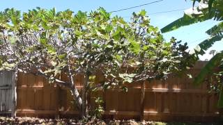 Late Summer Brown Turkey Fig Trees  What to Expect [upl. by Ecienal326]