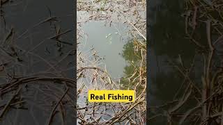 Real village fishing  shorts fishing reels [upl. by Nednyl]