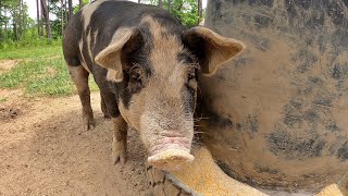 A Guide to Raising Low Maintenance Healthy Pigs on the Homestead [upl. by Rolando326]