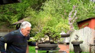 INTERNATIONAL BONSAI ACADEMY with Walter Pall  Episode VIII  Beautiful Carpinus orientalis in leaf [upl. by Oiluig823]