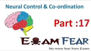 Biology Neural Control amp Coordination part 17 Forebrain Thalamus Hypothalamus CBSE class 11 XI [upl. by Einot49]