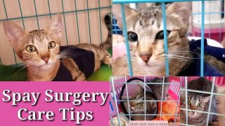 Tips How to care before and after surgery  Practical Tipsspayneuter [upl. by Ecerahc]