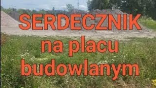 Serdecznik pospolity czyli jak place budowlane wspierają bioróżnorodność [upl. by Valerye25]