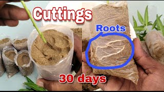 How to grow Conocarpus plants from cuttings easy to grow with update [upl. by Aillimat]