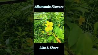 Allamanda Flowers shorts [upl. by Ranzini]