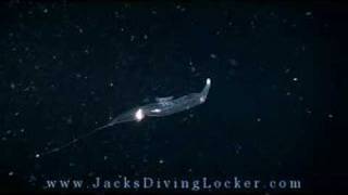 Pelagic Magic Black Water Night Dive  Kona Hawaii [upl. by Jesse]